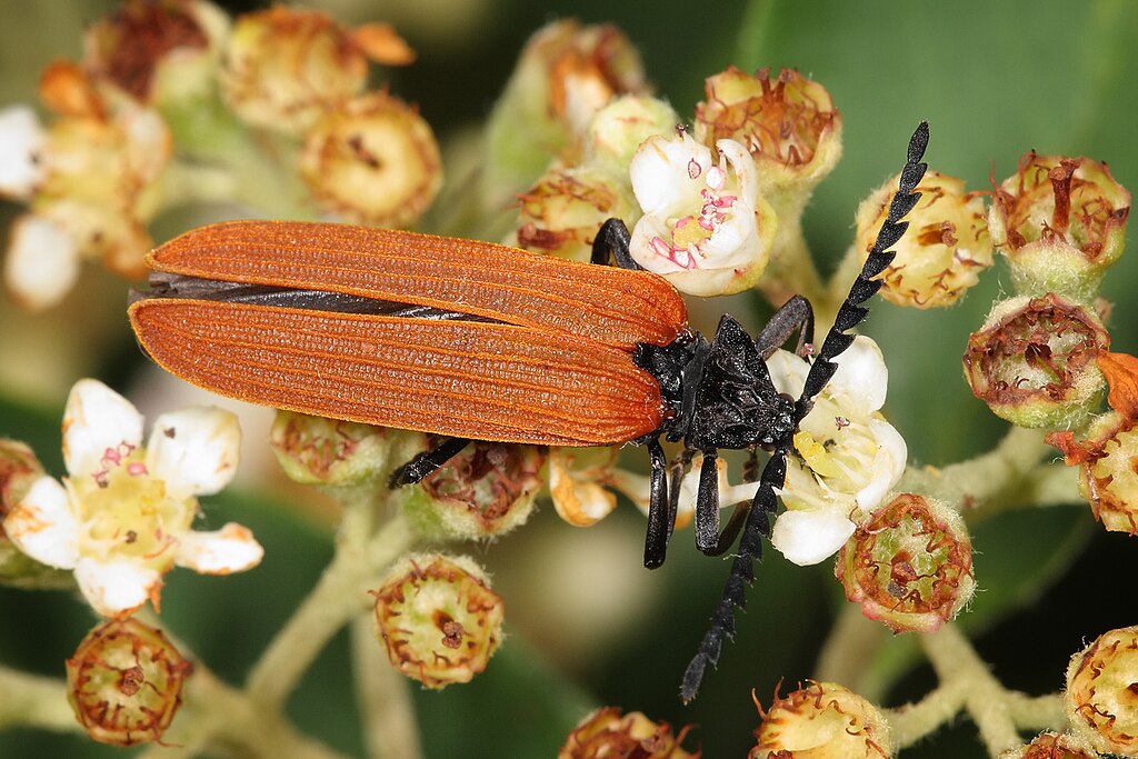 Adult Metriorrhynchus rhipidius on a flower