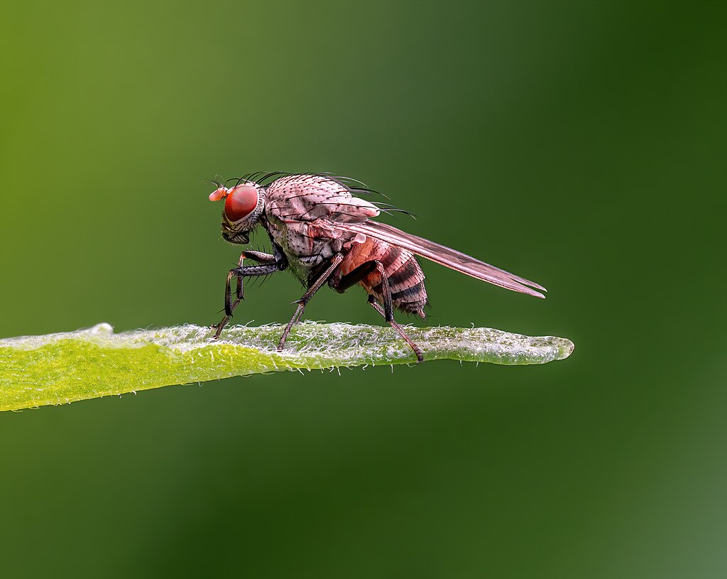Lauxaniid fly on a leaf