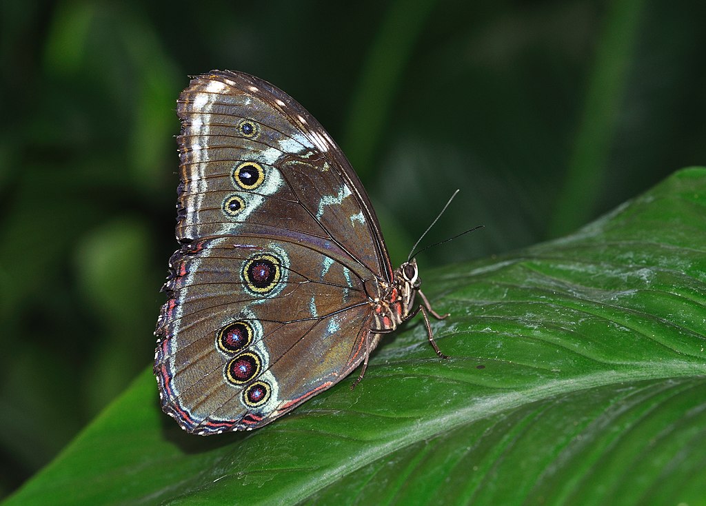 Peleides Blue Morpho (Morpho peleides) on a leaf