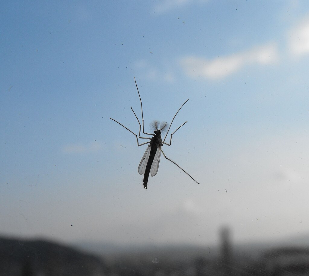 A mosquito on a glass