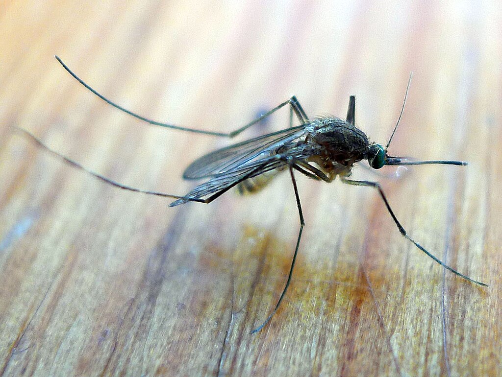 A mosquito on a wood