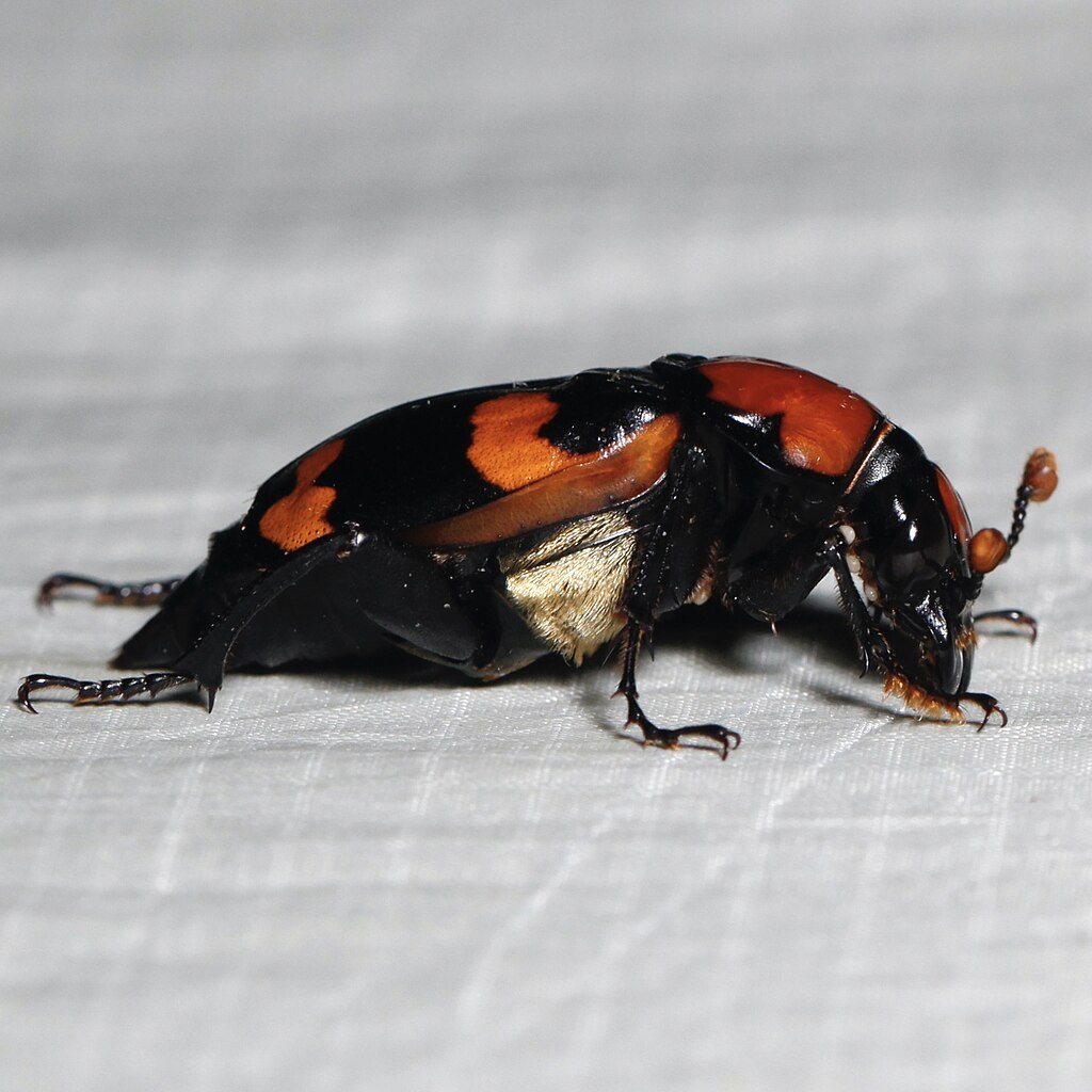 American burying beetle side view, close-up