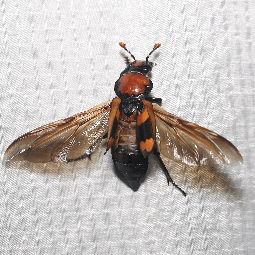 American burying beetle on a white cloth