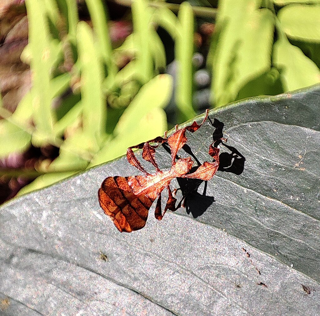 Leaf insect nymph on a leaf