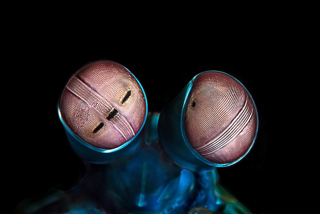 Close-up shot of mantis shrimp's eyes