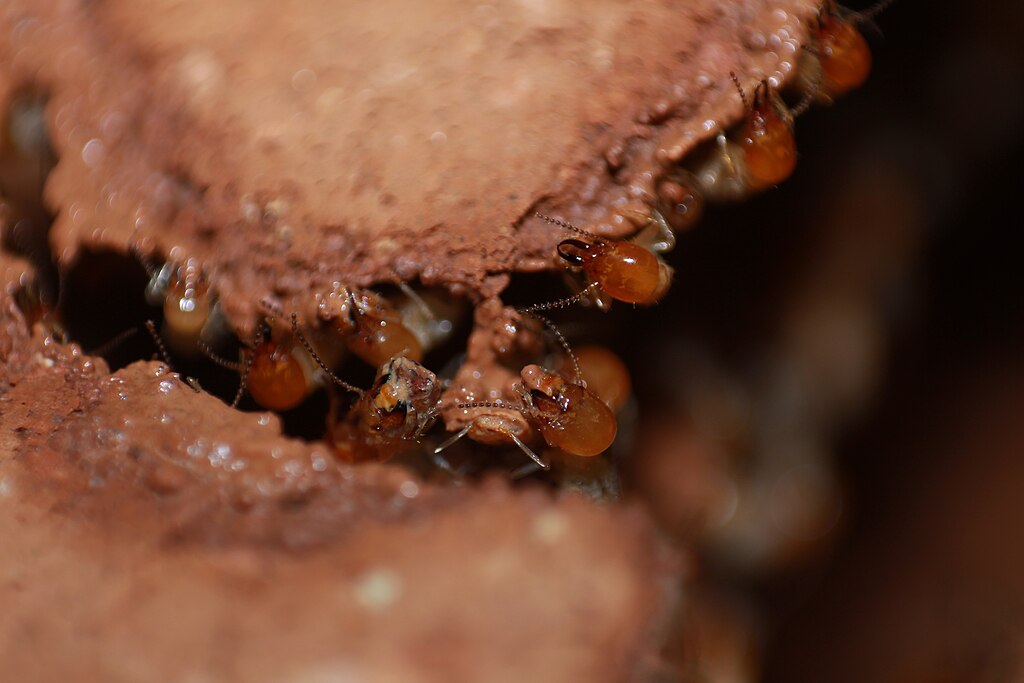 Termites together