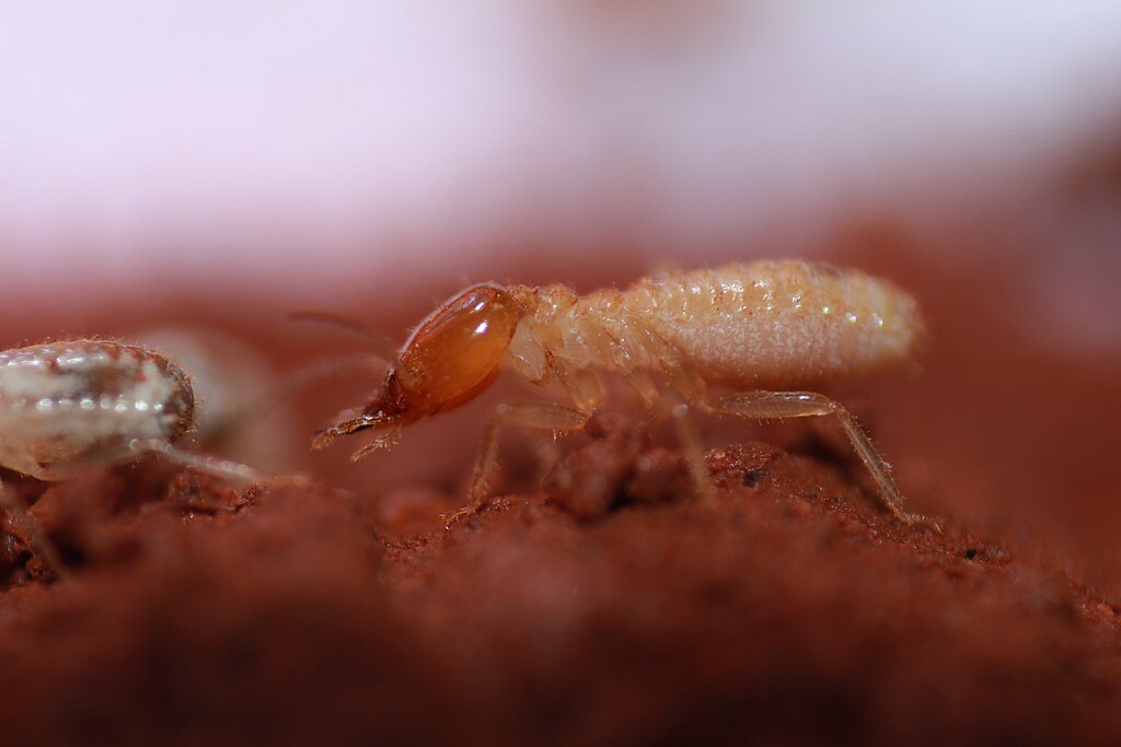 Odontotermes obesus in their mound