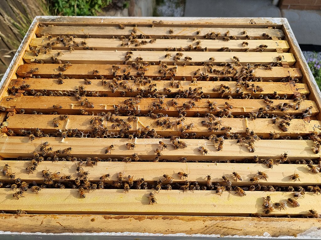 10-frame Langstroth hive with the top cover removed, revealing the hive frames and Italian honeybees beneath.