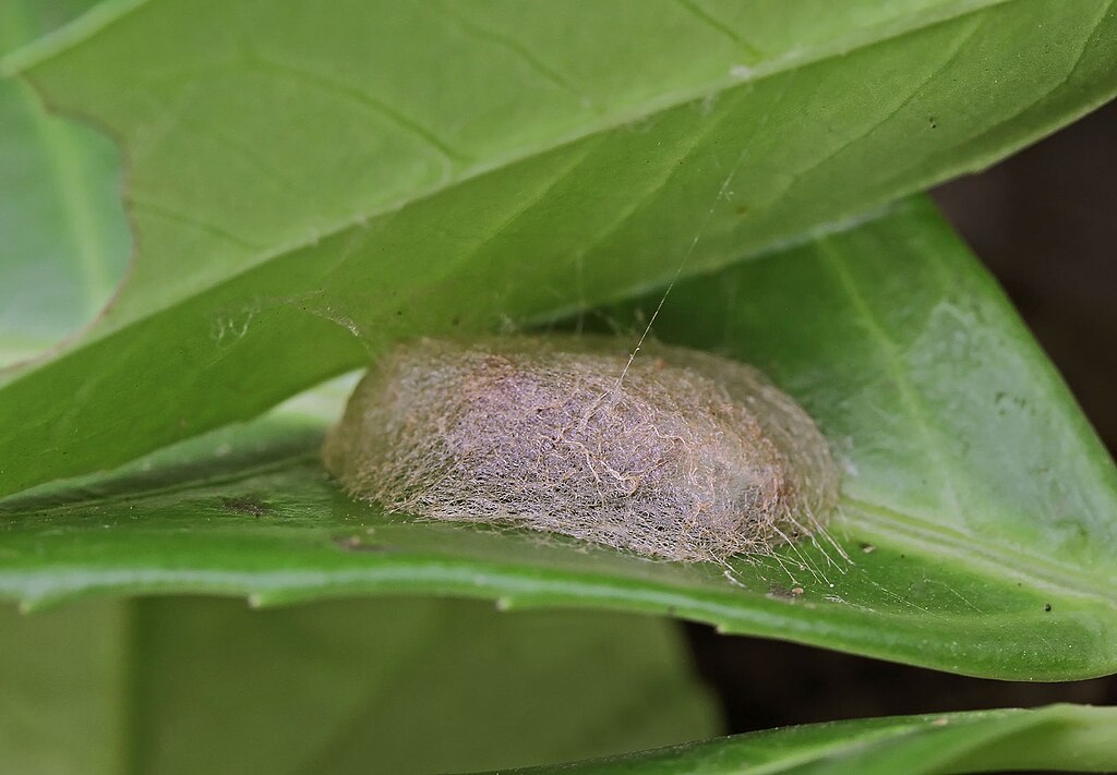 An Opisthograptis luteolata caterpillar making its cocoon.