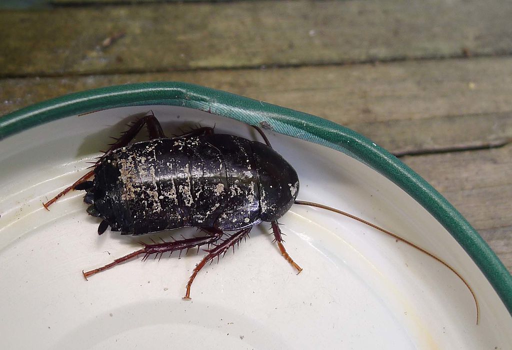 A cockroach on a plate