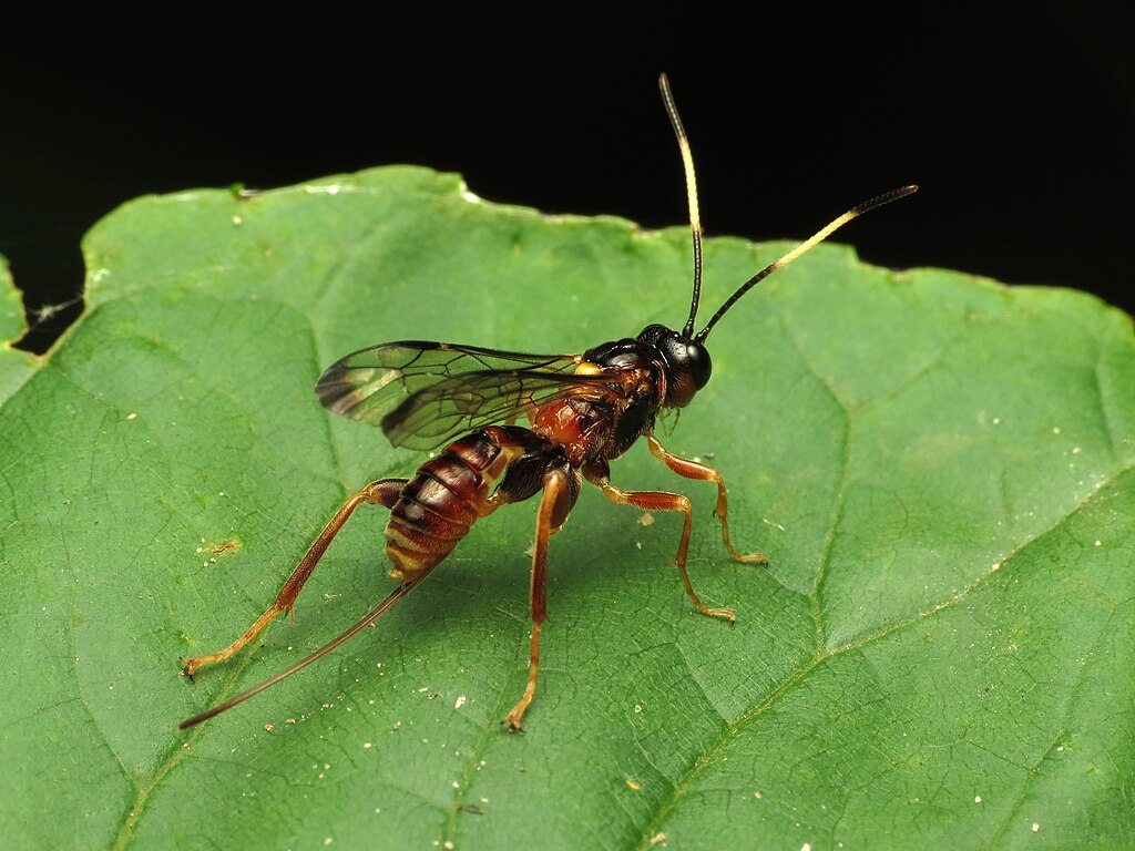 Parasitic wasp on a leaf