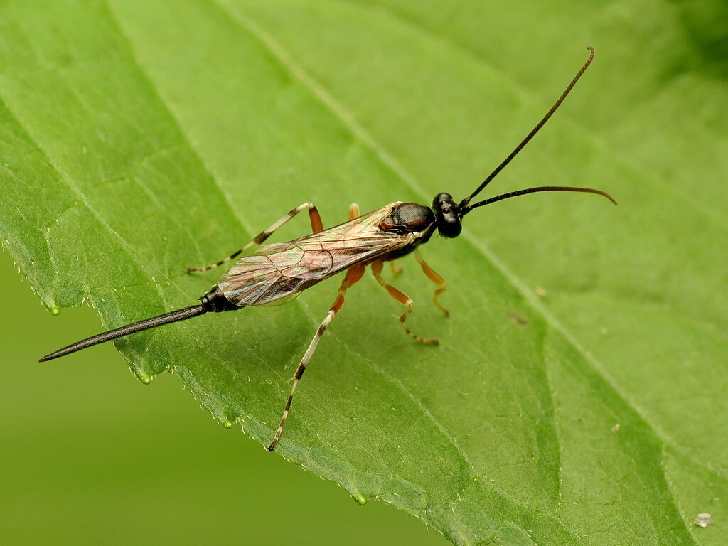 Parasitic wasp on the leaf