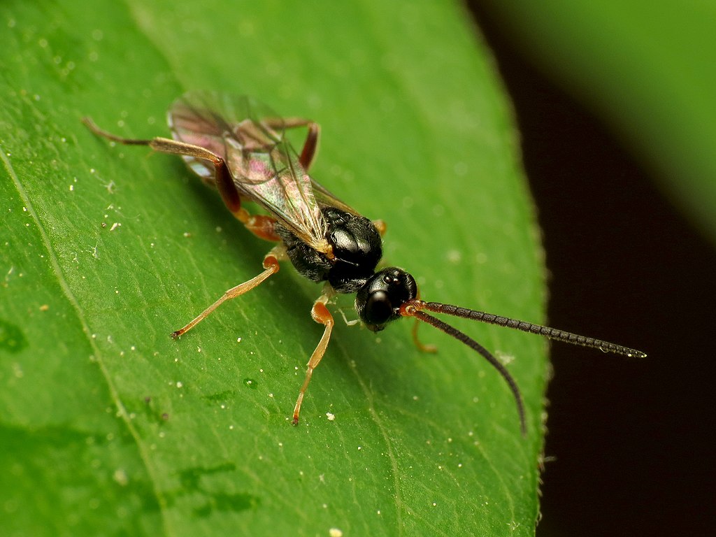 Parasitic wasp on a leaf