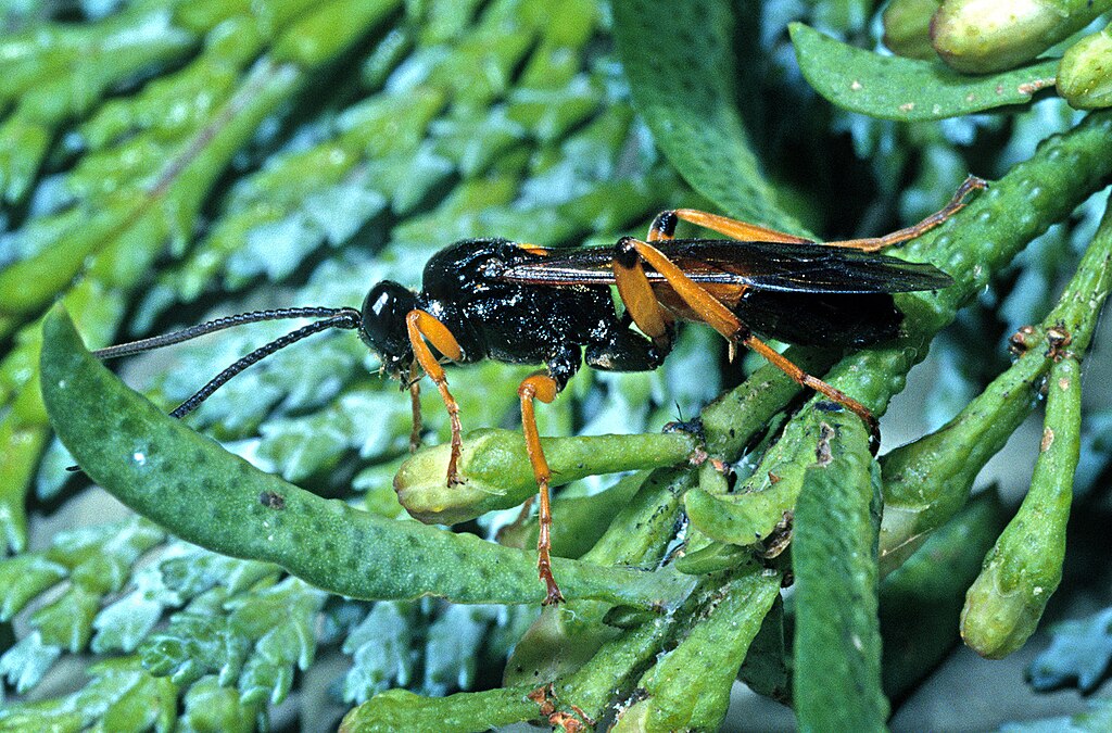 A parasitoid wasp on a plant