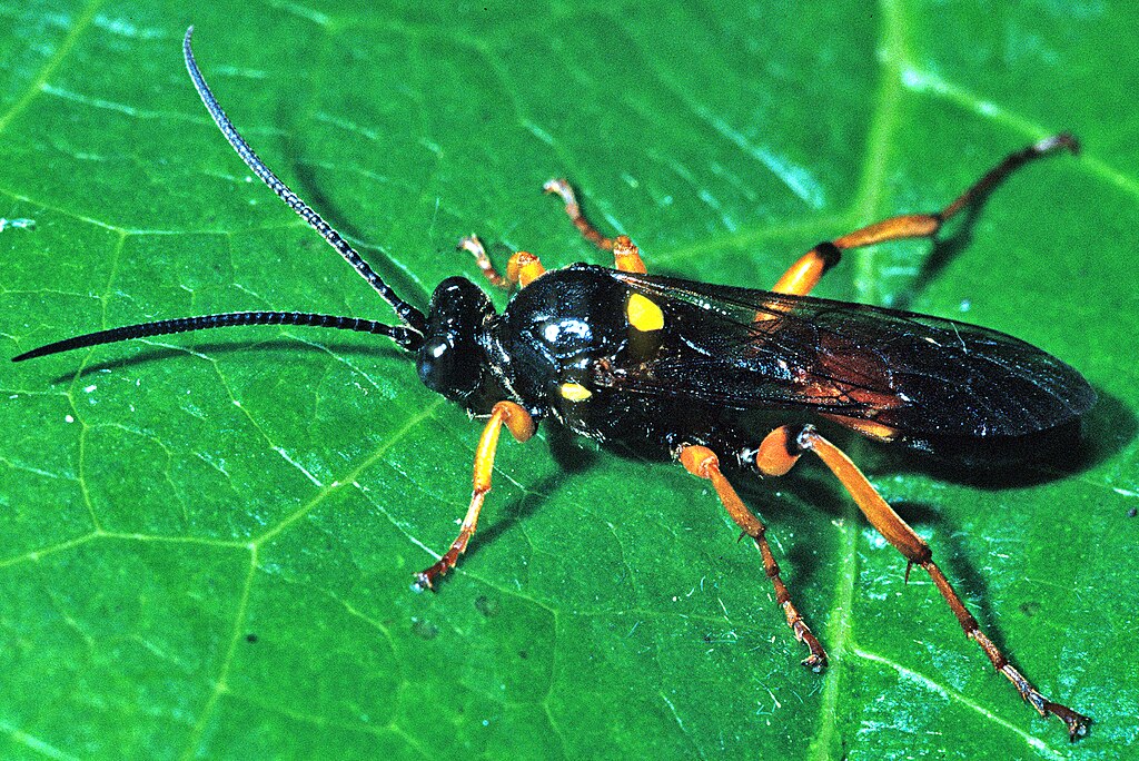 A parasitoid wasp on a leaf