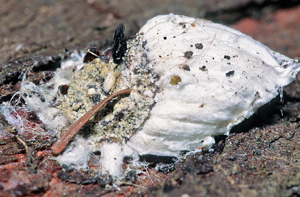Parasitoid wasp on a decaying fruit