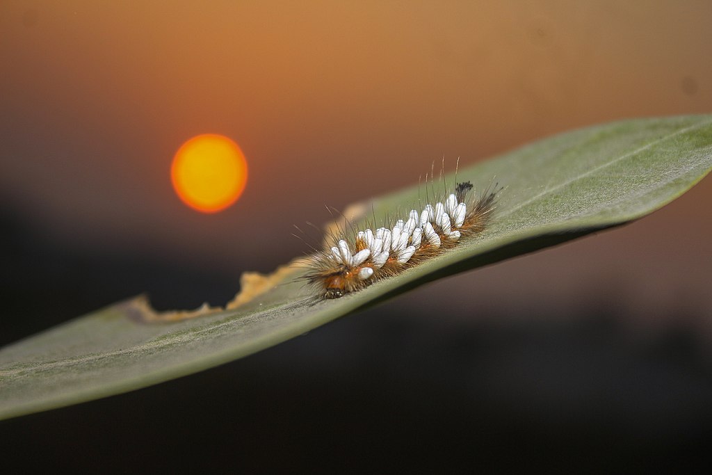 Parasitoid wasp on caterpillar with sunset