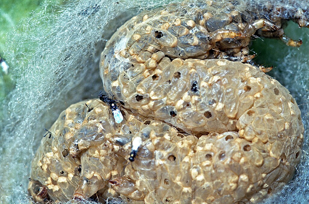 Parasitoid wasps on caterpillar