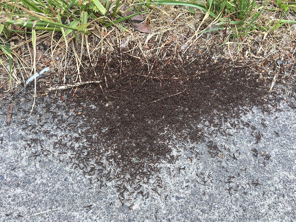 Pavement ants battling on sidewalk