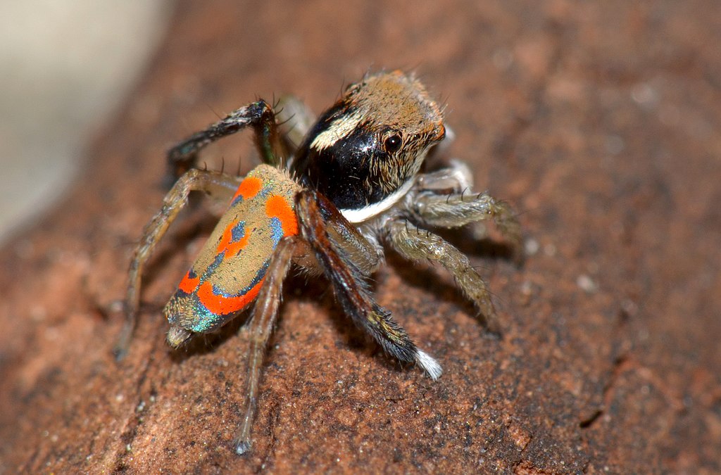 Peacock spider on a brown surface