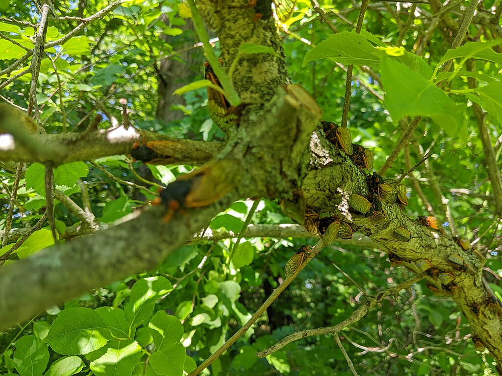 Periodical cicadas in a tree