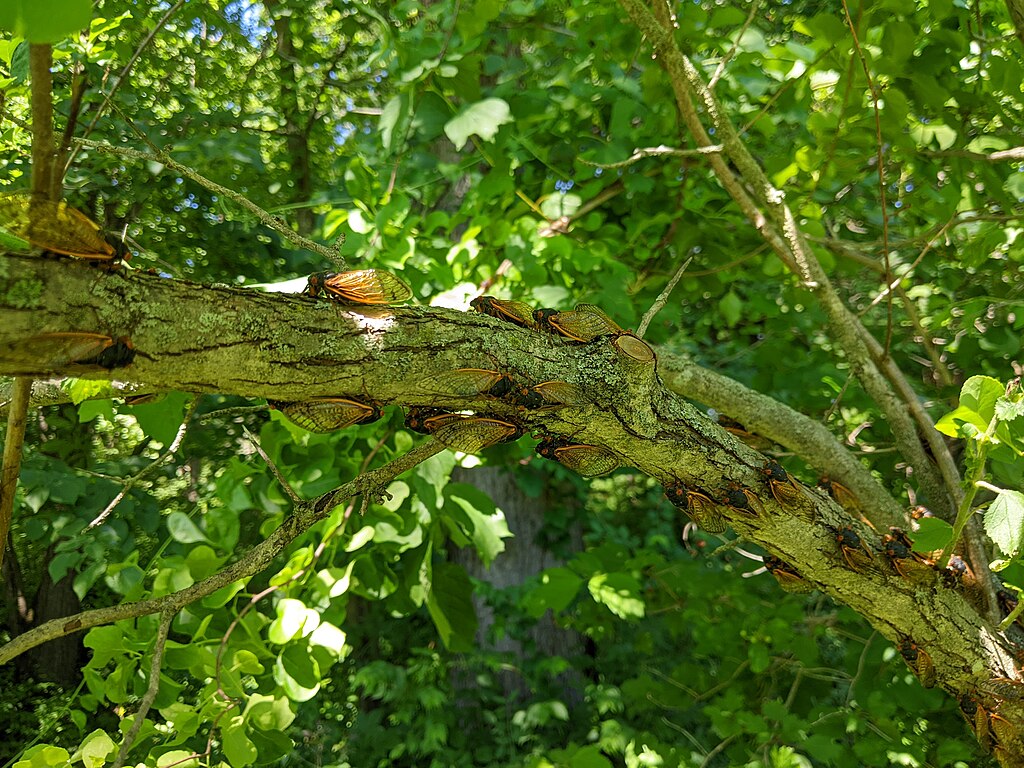 Periodical cicadas in a tree