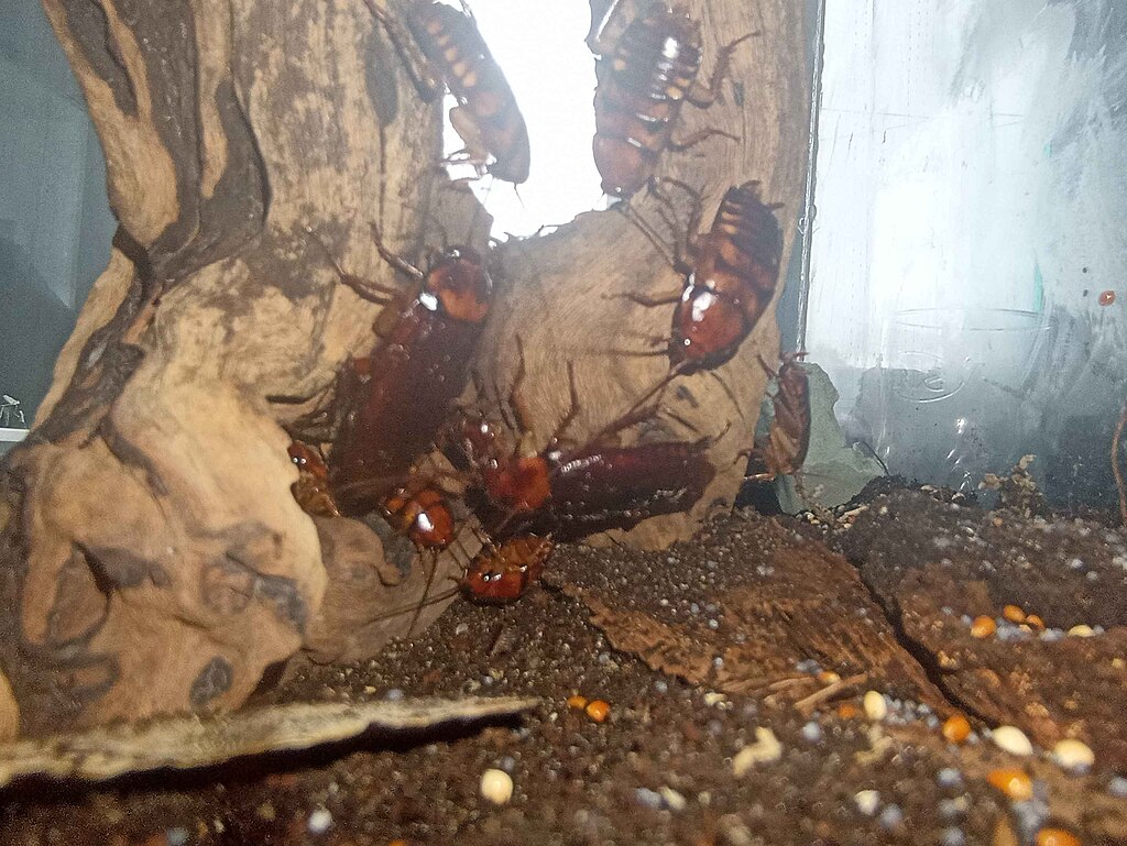 Cockroaches climbing on the wood