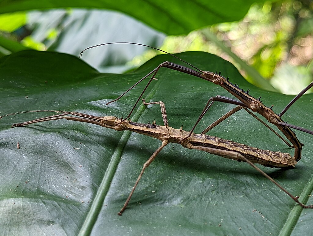 Stick insects on a leaf