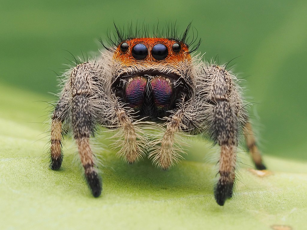 Immature female close-up