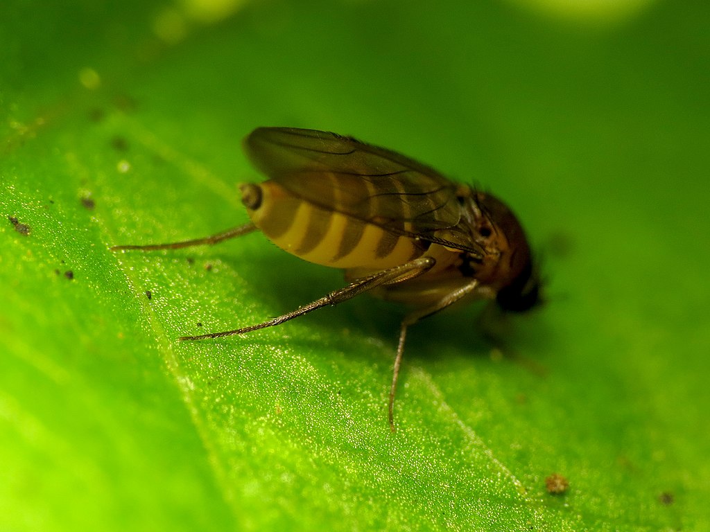 Phoroid fly on a leaf
