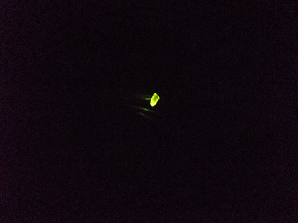 A firefly at night