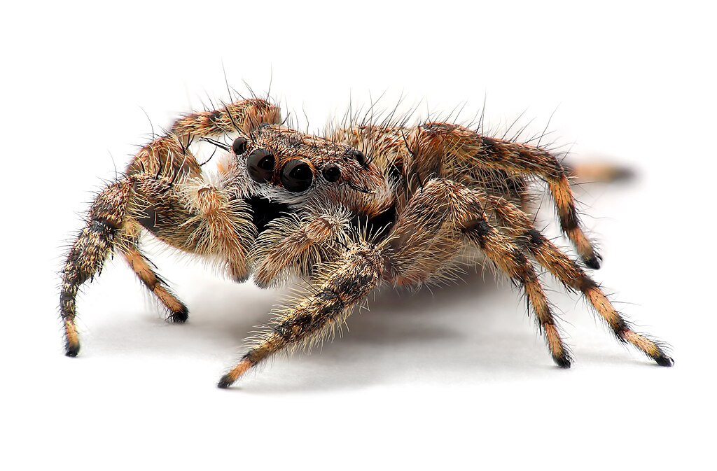 Close up of a 9 millimeter-long female jumping spider