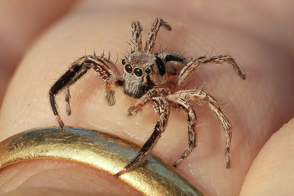 Jumping spider on human finger