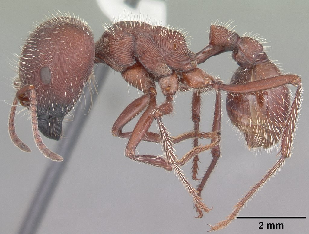 Profile  side view of ant Pogonomyrmex badius specimen