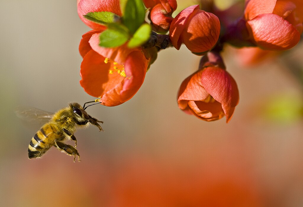 Pollination by a bee