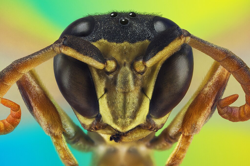Paper wasp portrait