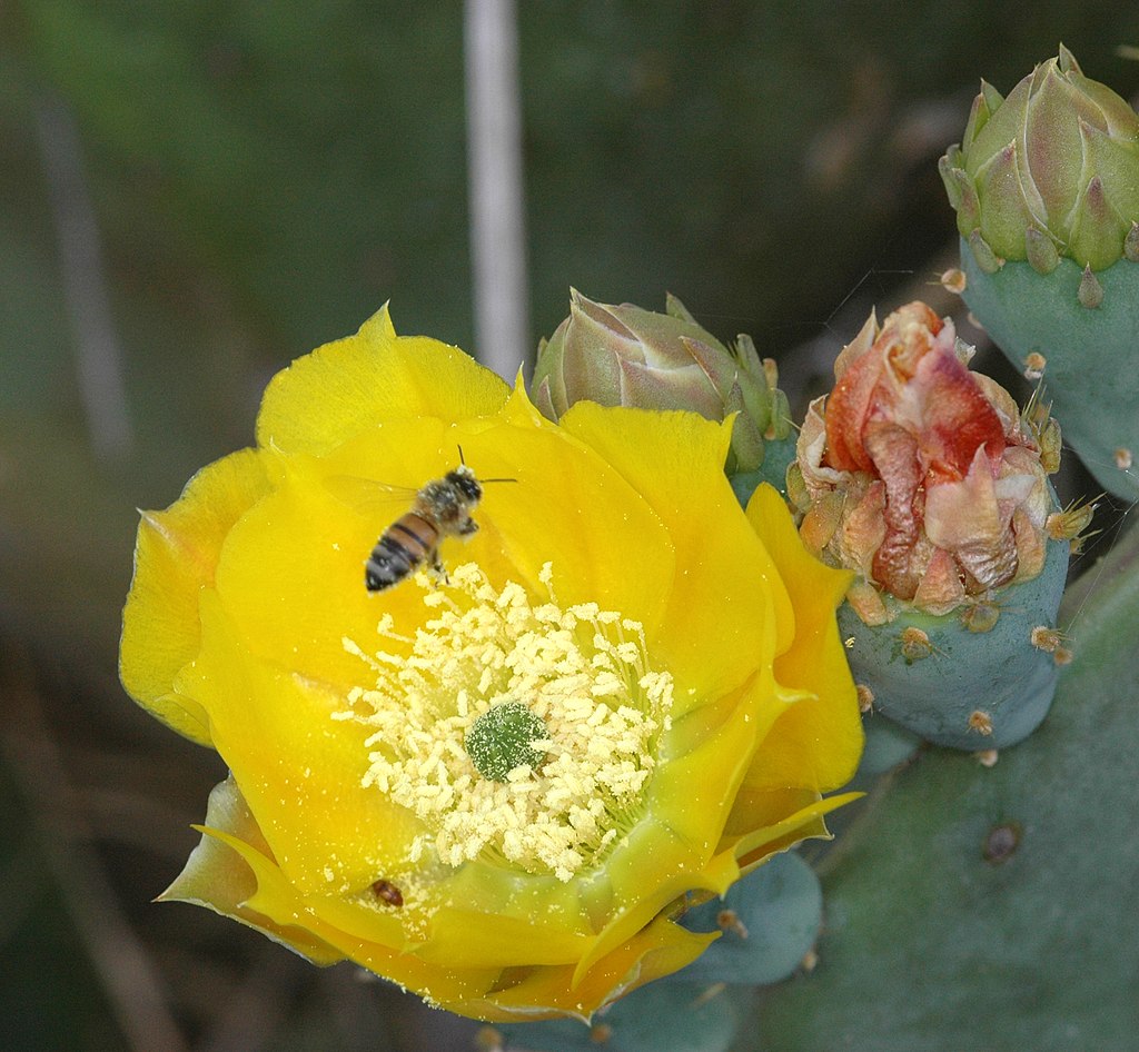 A bee flying over the cactus flower