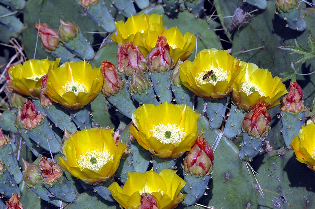 Prickly Pear Cactus Blooms & Honey Bee