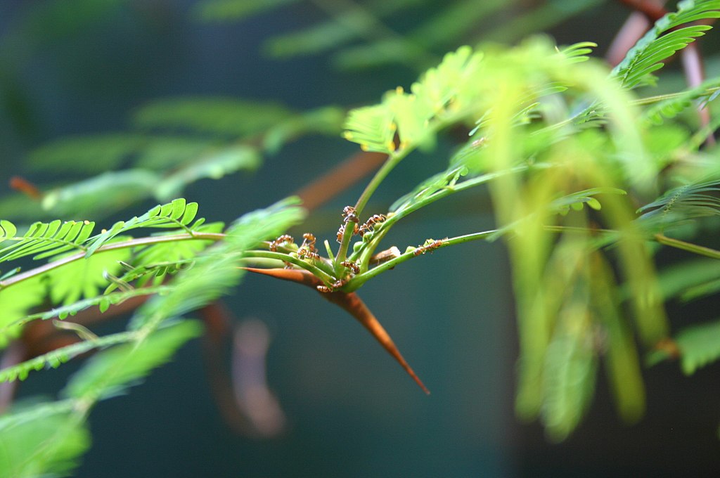 Pseudomyrmex ferruginea on the acacia tree