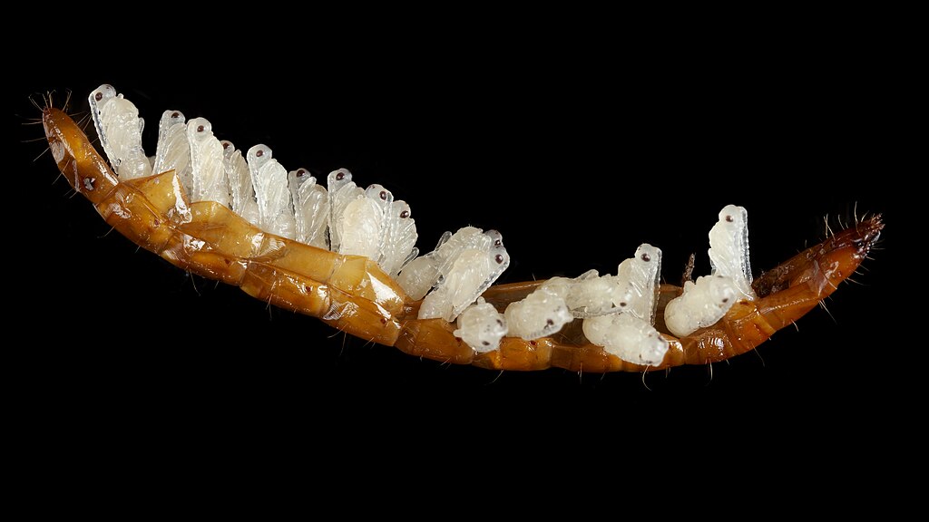 Pupae of the parasitoid Paracodrus apterogynus