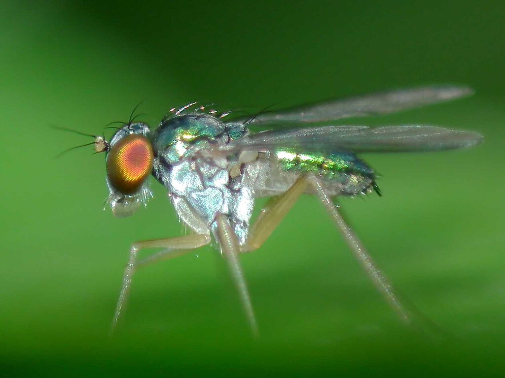 A fly side view, close-up