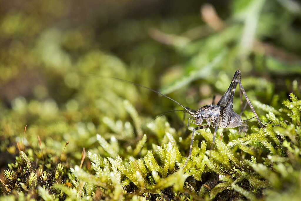 Camel cricket on moss