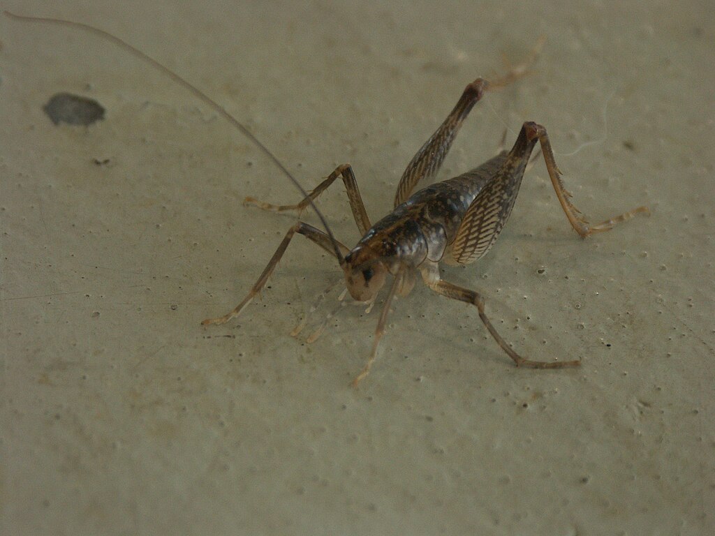 Camel cricket on concrete