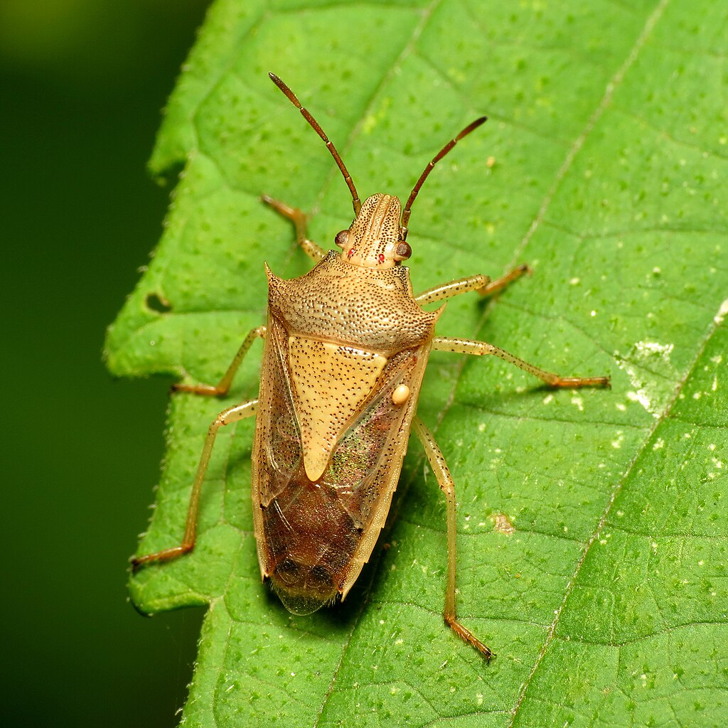 A stink bug in a plant 