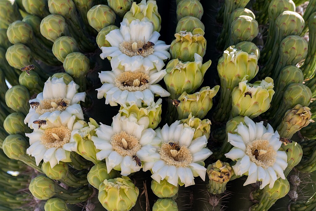 Saguaro cactus in bloom, with bees.
