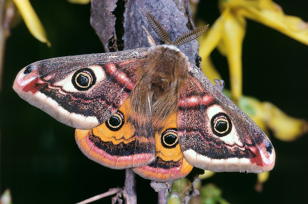 Saturnia pavonia on a branch