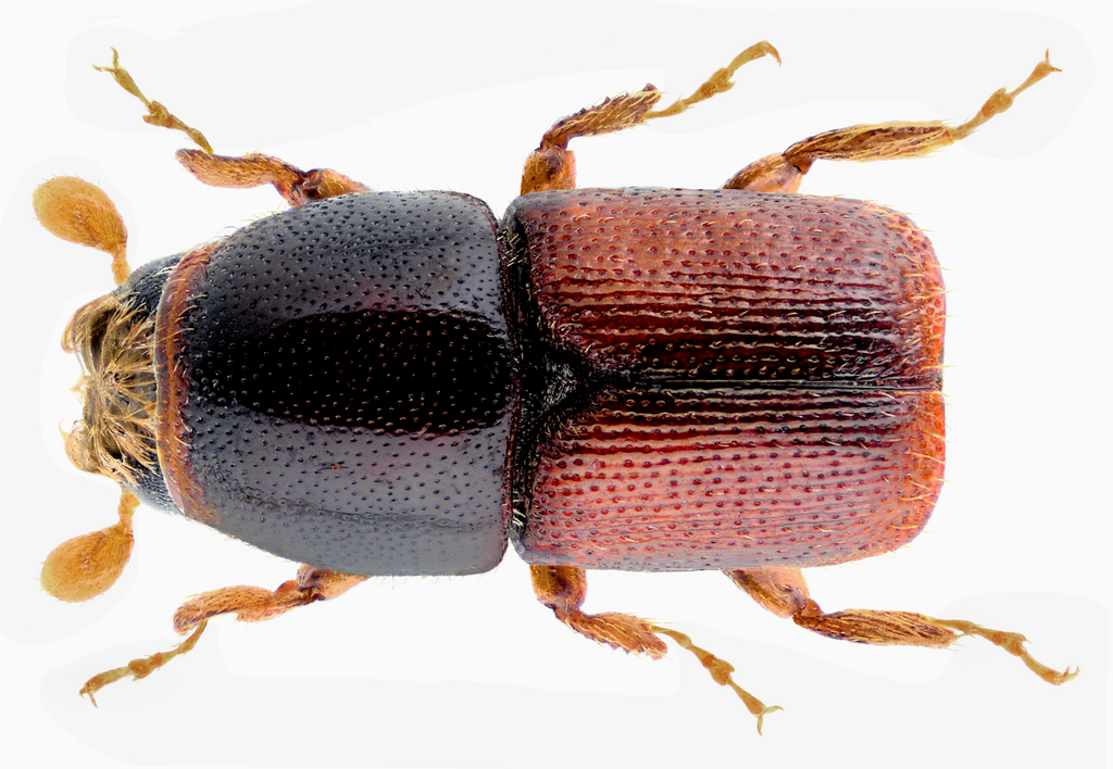 Scolytus ensifer on white background