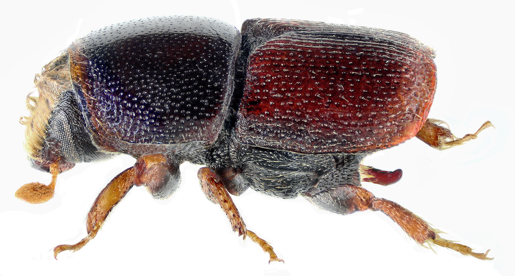 Scolytus ensifer side view, close-up 