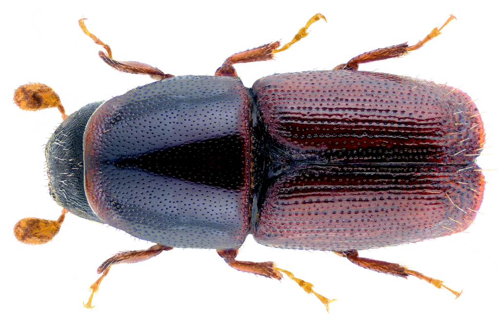 Scolytus multistriatus dorsal view in white background