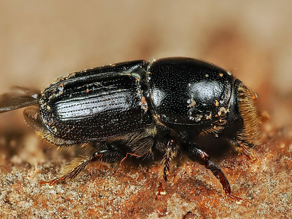 Scolytus ratzeburgii side view, close-up